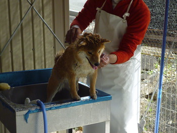 引佐の犬舎へシャンプーに