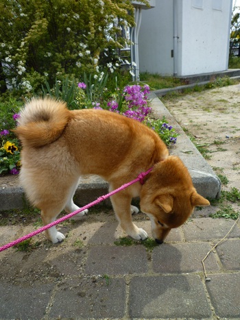お花♪