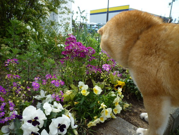 お花♪