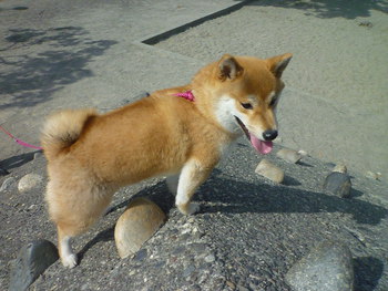 いつもの公園