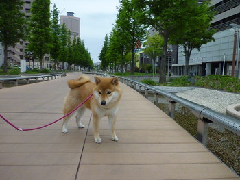 近くへ寄って撮ると