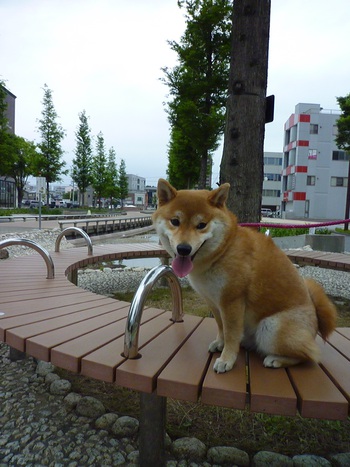 ベンチ