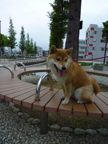 ベンチ