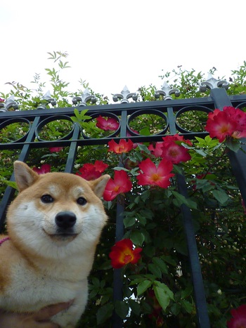 赤い花