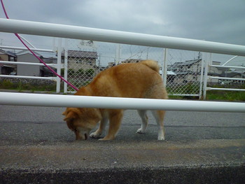 くぐれるかな？