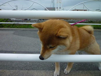 くぐれるかな？