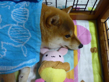 おねむ0o｡(〃・ω・)