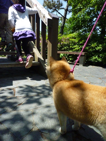 登りたいな♪