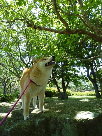 木漏れ日