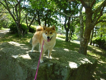 木漏れ日