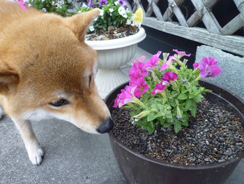 おっ花♪