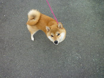 あそぼっ