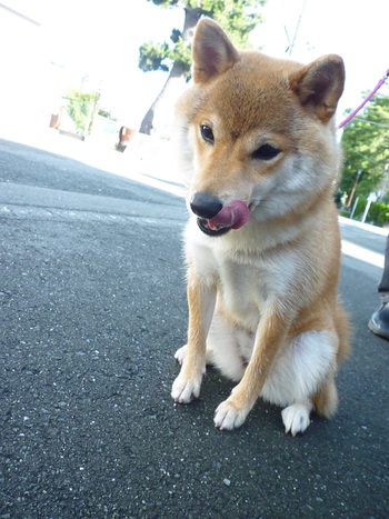 おすわり