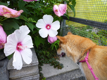 大きな花