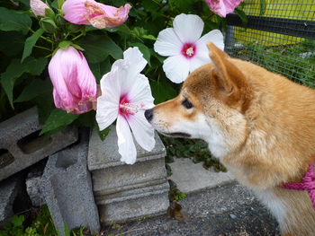 大きな花