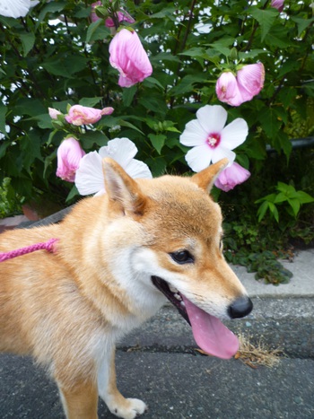 大きな花