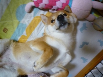おやすみのポーズ