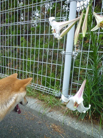 ゆり