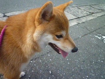 モモのおでこに