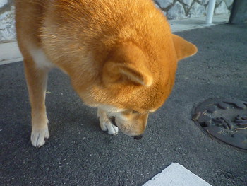 この顔は・・・