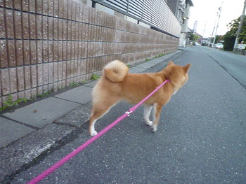 お散歩♪
