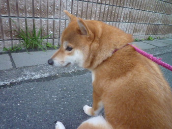 お散歩♪