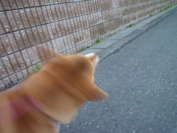 お散歩♪