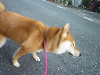 晴れて(*´˘`*)♡
