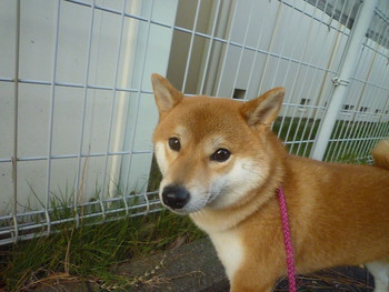 晴れて(*´˘`*)♡