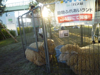 ガス展