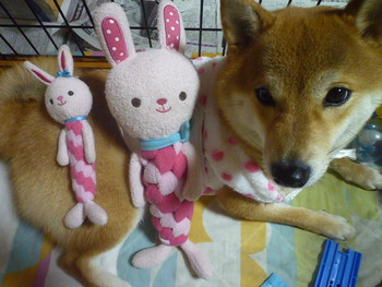うさこ♪