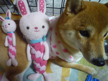 うさこ♪