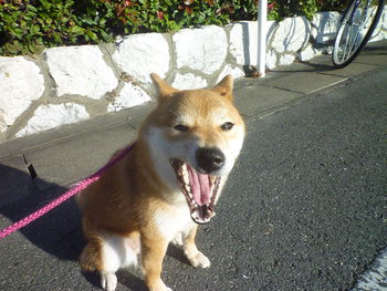 ブサ顔(。-｀ω´-)　三連発