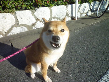 ブサ顔(。-｀ω´-)　三連発