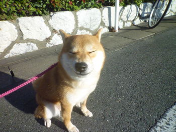 ブサ顔(。-｀ω´-)　三連発