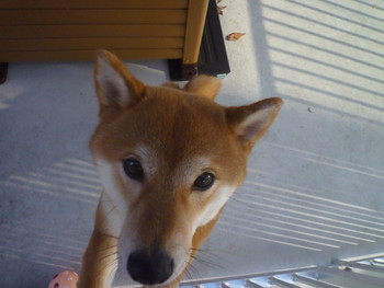 今朝は色々はかどりました=＾-＾=