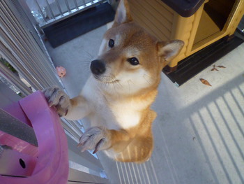 今朝は色々はかどりました=＾-＾=
