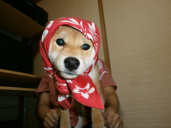 赤ずきんちゃんⅡ