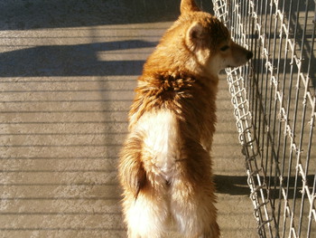 引佐の犬舎へシャンプーに