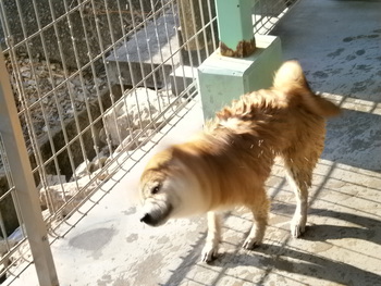 引佐の犬舎へシャンプーに