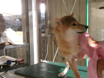 引佐の犬舎へシャンプーに