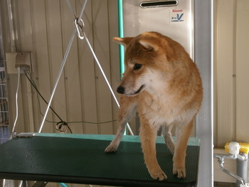 引佐の犬舎へシャンプーに
