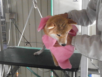 引佐の犬舎へシャンプーに
