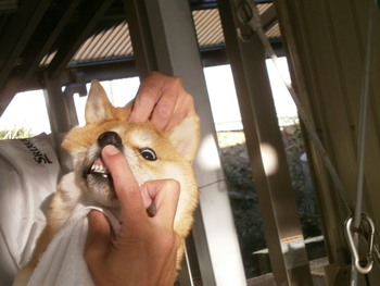 引佐の犬舎へシャンプーに