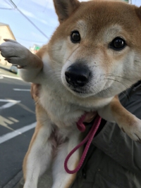 朝の見送り♪ 2018/04/17 07:48:58