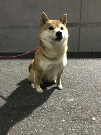 今晩のモモ♪ 2018/04/13 23:01:42