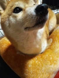 おてて、しまってます(o^－^o) 2017/12/06 22:35:16