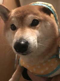 雨の日はカッパさん♪ 2018/04/17 21:43:44