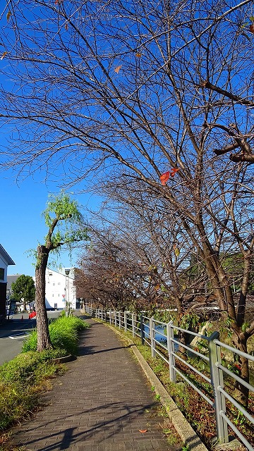 朝の散歩掛川城まで