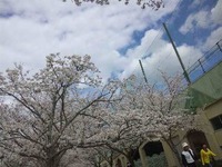 ∞桜〜さくら〜∞ 2013/03/28 19:52:33